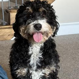 Oak - Bernedoodle