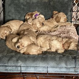 Cocker Spaniels from Palms Cocker Spaniels of Texas