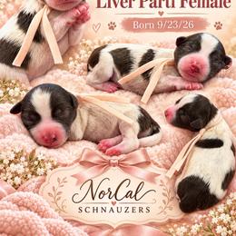 Lola - Parti female Miniature Schnauzer puppy in Magalia, California from NorCal Schnauzers