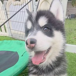 Dorcas Leigh - Black and white female Pomsky puppy in Blaine, Minnesota from Yuna's Pomsky