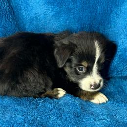 Boy 1 - Black tri male Miniature Australian Shepherd puppy in Hokes Bluff, Alabama from Alegria Toy Aussies