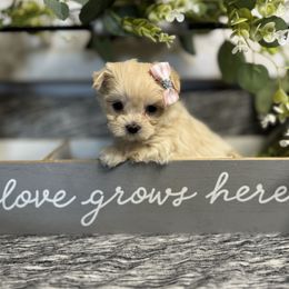 Blondie - White female Morkie puppy in Waldron, Arkansas from Kay’s Cutie Poos