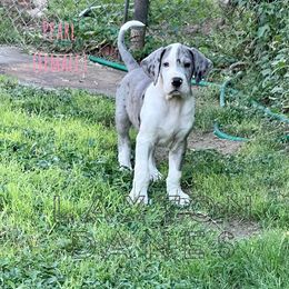 Great Dane Puppies from Laxton Danes
