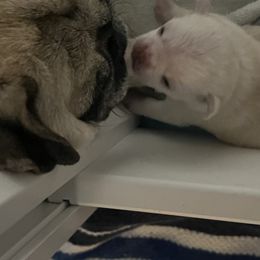 Pug Puppies from Southern Pugs