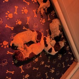 German Shorthaired Pointer puppies from BadboysGSPS
