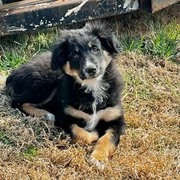 Nick - Black tri-color male Australian Shepherd puppy in Mocksville, North Carolina from Trailblazing Aussies