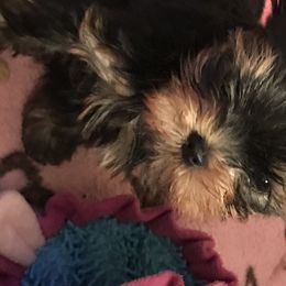 Yorkshire Terrier Puppies from AnnStef's Yorkshire Terriers