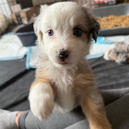 Frost - Blue merle male Miniature American Shepherd puppy in Phoenix, Arizona from Outlaw Minis
