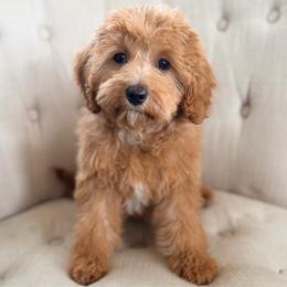 Collin's - Apricot female Cavapoo puppy in Preston, Idaho from Rocking JH Pup Co