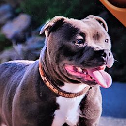CH - Staffordshire Bull Terrier
