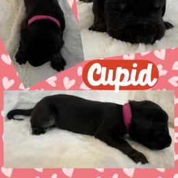 Cupid - Black female Great Dane puppy in Wellsville, New York from Prophecy Danes
