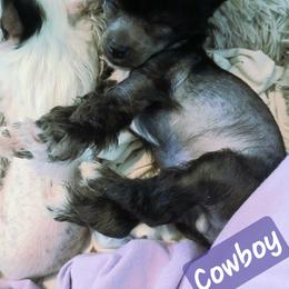 Cowboy hhl black - Black male Chinese Crested puppy in Elizabethtown, Kentucky from Sakkarra Chinese Crested Dogs and Art