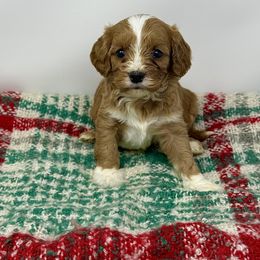 Cavapoo Puppies from Southern Love Cavapoos