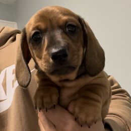 Dachshunds from Hashtag Minis