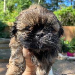 Mr  Brown - Red male Shih Tzu puppy in Spring, Texas from Precious Tzu Crew