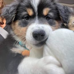 Australian Shepherd Puppies from Esprit De Corps Aussies