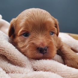 Mr. Blue - Apricot male Schnoodle puppy in Leitchfield, Kentucky from Eveleigh Acres Puppies