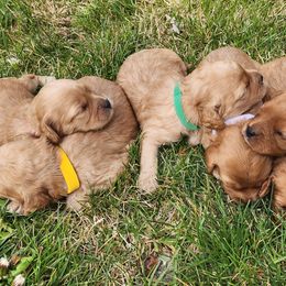 Cavalier King Charles Spaniels and Cavapoos from Heart Mountain Cavaliers