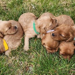 Cavalier King Charles Spaniels and Cavapoos from Heart Mountain Cavaliers