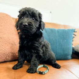 Sherlock (Green) - Black Giant Schnauzer puppy in Harrisville, Utah from Diamond in the Ruff