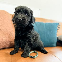Sherlock (Green) - Black Giant Schnauzer puppy in Harrisville, Utah from Diamond in the Ruff