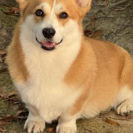 Georgia - Pembroke Welsh Corgi