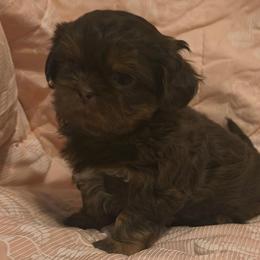 Reese - Chocolate and tan female Shih Tzu puppy in Browns Summit, North Carolina from Lisa's Shih Tzus