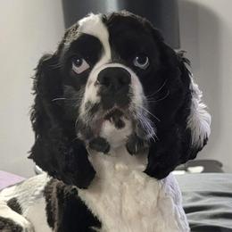 Elza - Cocker Spaniel