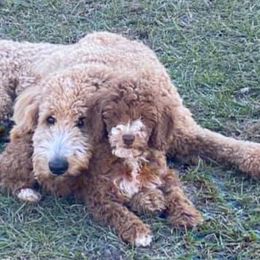 Goldendoodles from Terra Sconiers's Goldendoodles