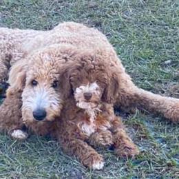 Goldendoodles from Terra Sconiers's Goldendoodles