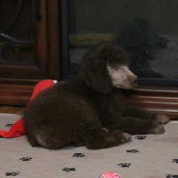 Poodle Puppies from RK'S Pets