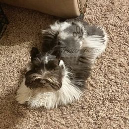 Miss Kitty  - Miniature Schnauzer