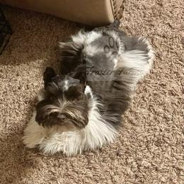 Miss Kitty  - Miniature Schnauzer
