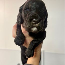 Ham - Phantom male Goldendoodle puppy in Everett, Washington from Pawlydoodles