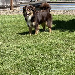Miniature Australian Shepherd and Toy Australian Shepherd Puppies from Northern Roots Aussies