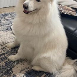 Samoyed All Grown Up from Stirling Silver Samoyeds