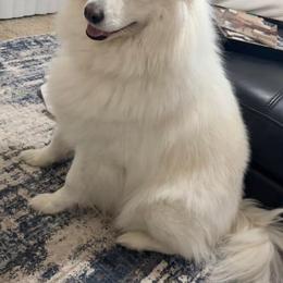Samoyed All Grown Up from Stirling Silver Samoyeds