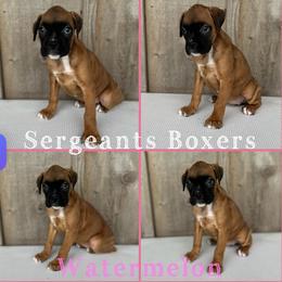 Watermelon - Fawn female Boxer puppy in Madisonville, Texas from Sergeant's Boxers