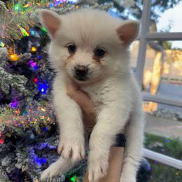 Sugar - White female Pomsky puppy in La Verne, California from Red Cedar Pomskies