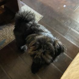 Truly - Shih Tzu