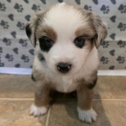 Miniature Australian Shepherd Puppies from Awesome Aussies