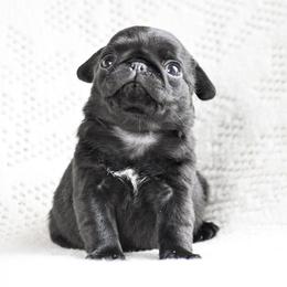 Bette - Black female Pug puppy in Caldwell, Ohio from Folklore Kennel