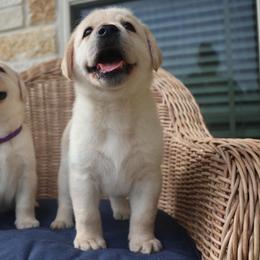 Lavender - Yellow female Labrador Retriever puppy in Conroe, Texas from Pride Rock Labradors
