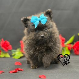 Duchess - Orange sable female Pomeranian puppy in Nashville, Arkansas from Cuddles n Curls
