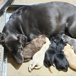 Gunner - Yellow male Labrador Retriever puppy in Worland, Wyoming from Wind River Labrador’s