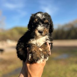Thumper - Tri-color Bernedoodle puppy in Thatcher, Arizona from Brush Fire Doodles
