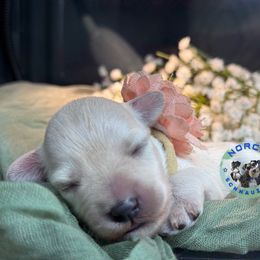 Lily - White female Miniature Schnauzer puppy in Magalia, California from NorCal Schnauzers