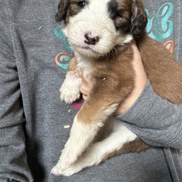 Sheepadoodle Puppies from Kings Doodles