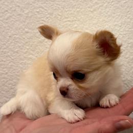Tiny, ANgelino, 9,500 - Cream male Chihuahua puppy in Burleson, Texas from Tiny Diiamond Chihuahua