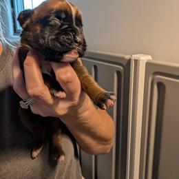 Fawn female - Fawn female Boxer puppy in Wellington, Ohio from Brinkhaven Boxers
